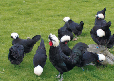 Schwarzweiße Hühner mit auffälligem Kopfputz