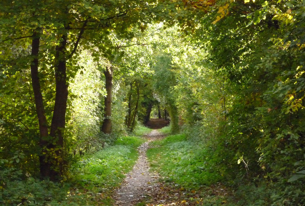 Kostensparend Garten und Straßenbeete und -bäume bewässern