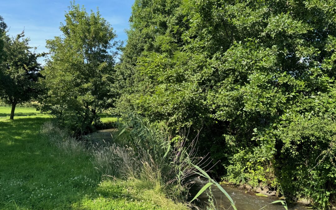 Sommerspaziergang: Durch die Gillbachaue zum „Archäologischen Fenster“
