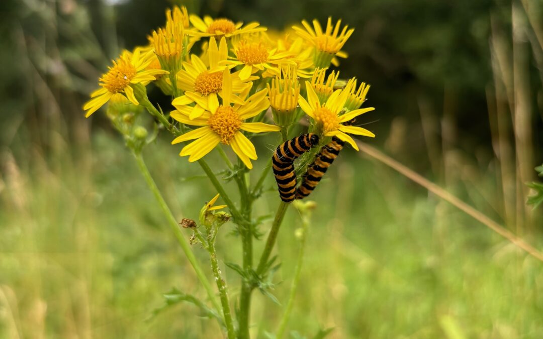 Großer Spaß bei der Insektenführung für Kinder
