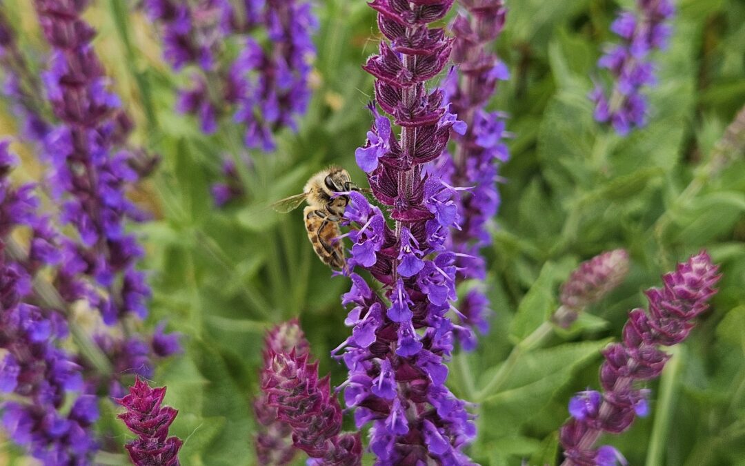 Prämierung für Gartenwettbewerb am 11. September im Ratssaal
