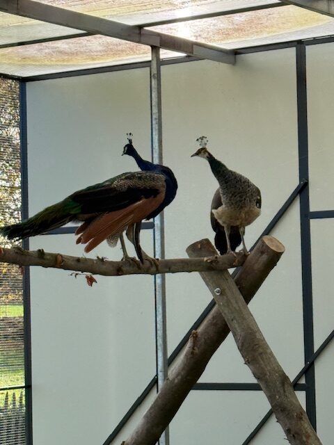 Naturpädagogisches Projekt in der Kita Pfauenland: Lernen, Staunen und Verantwortung erleben