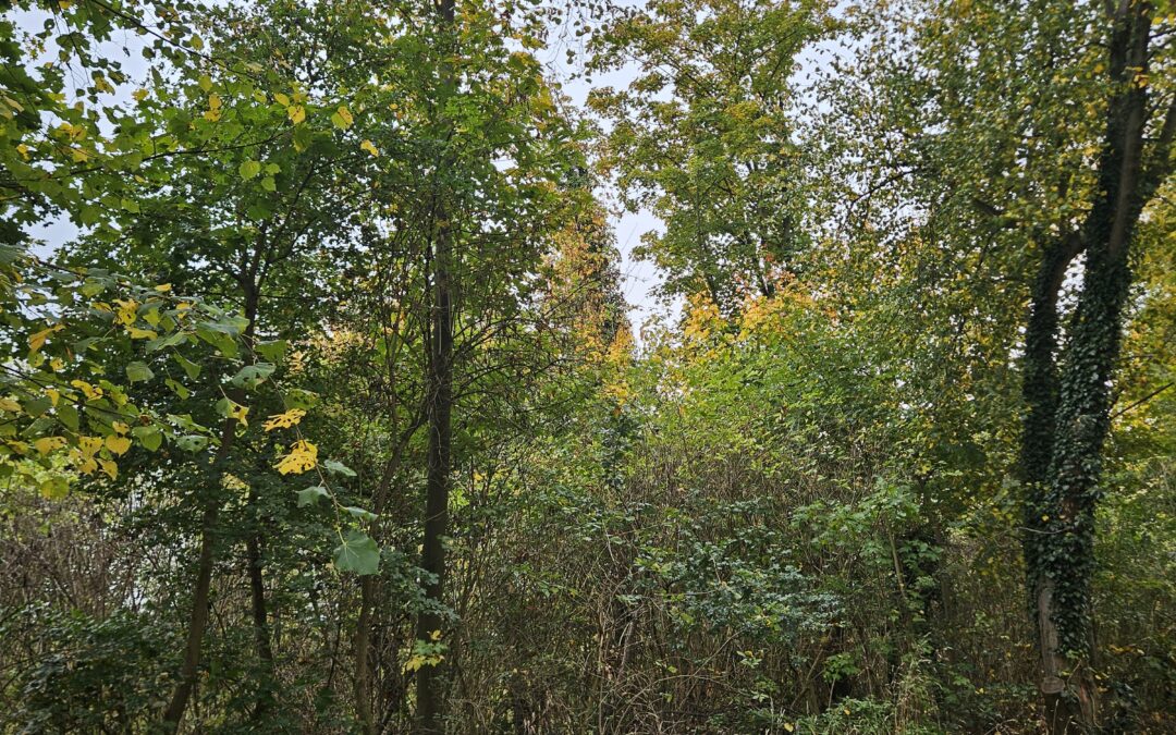 Neugestaltung Wäldchen Hoeningen – Pflanzaktion für Bürger