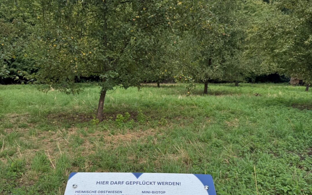 Streuobstwiesen in der Gemeinde: Äpfel und Birnen für den Eigenbedarf