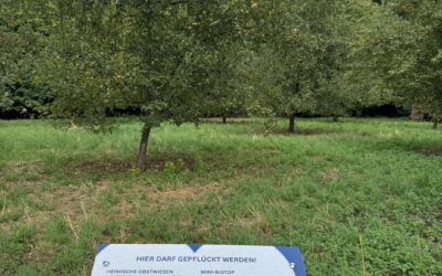Streuobstwiesen in der Gemeinde: Äpfel und Birnen für den Eigenbedarf