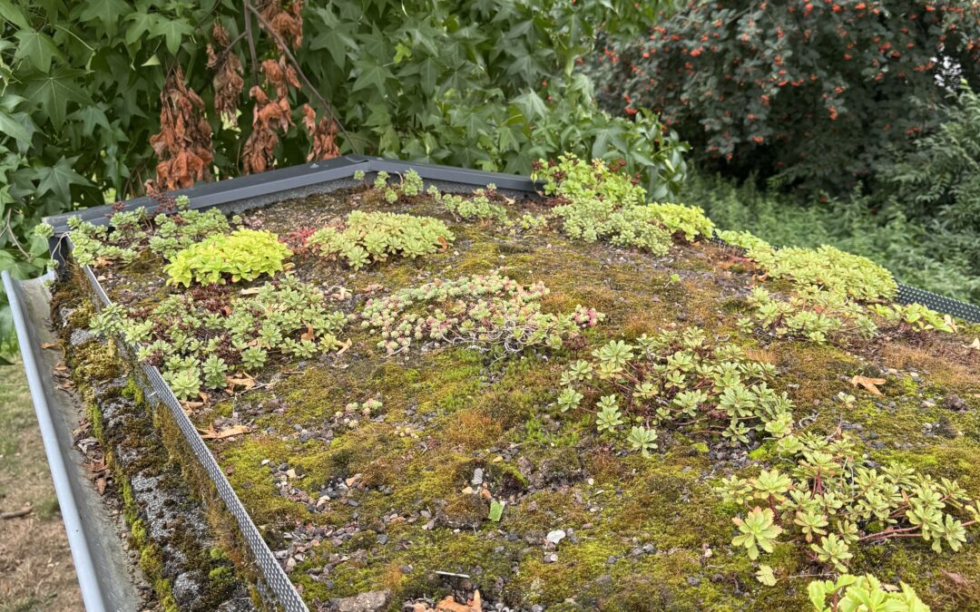 „Klima-Spaziergang“ und mehr: Wo ist es kühl in der Gemeinde?