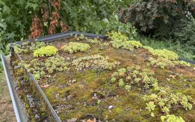 „Klima-Spaziergang“ und mehr: Wo ist es kühl in der Gemeinde?