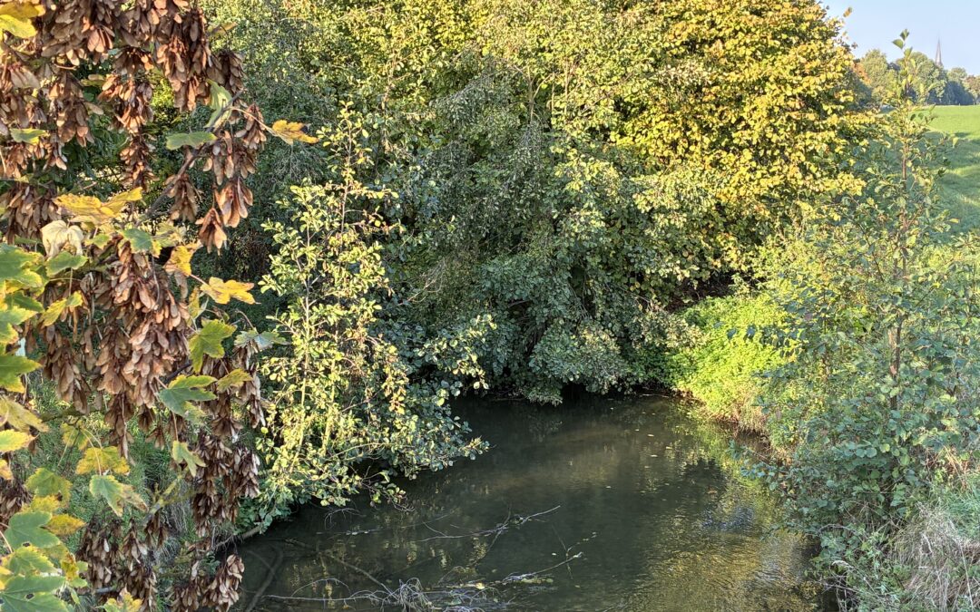 Goldener Oktober am Gillbach:  Entdeckungstour durch die Gillbachaue