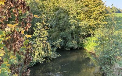 Goldener Oktober am Gillbach: Entdeckungstour durch die Gillbachaue